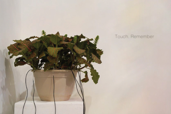 Figura 2: Coleus scutellarioides en Lay Here With Me. 2025. Flatiron Project Space, Nueva York.