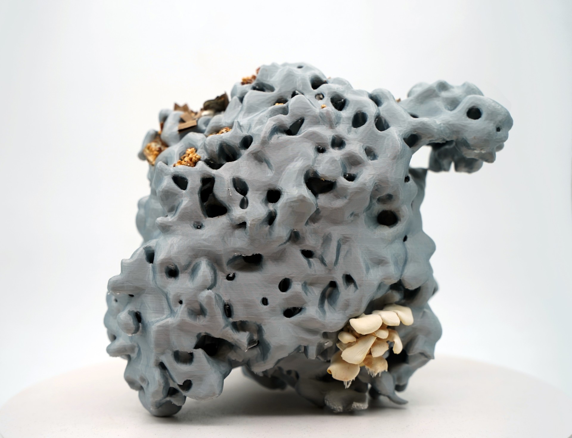 Fig: Iglesias, A. (2025) La ternura de lo vivo. Impresión 3D inoculada con Pleurotus ostreatus.